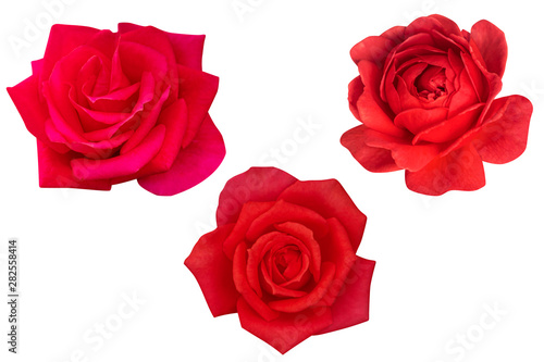 Blurred for Background.Red rose isolated on the white background. Photo with clipping path.