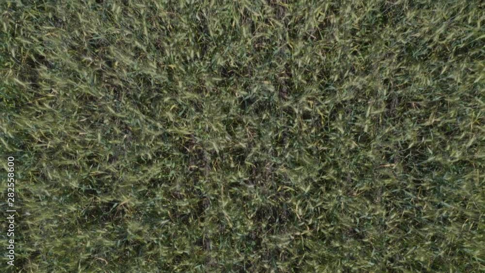 Green wheat field from birds eye view. Aerial shooting Green wheat field from birds eye view. Aerial shooting
