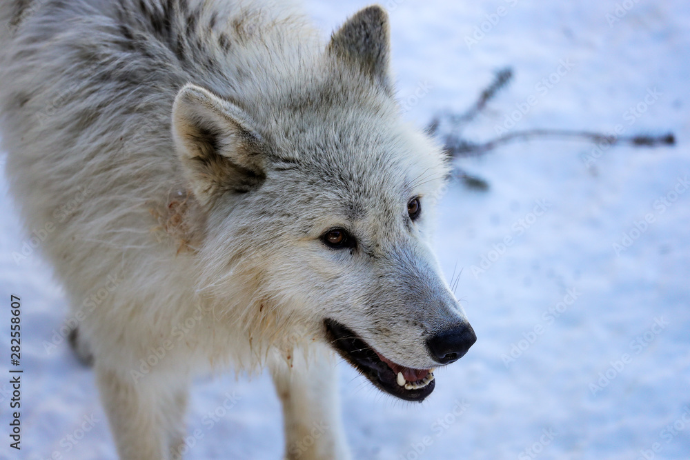 The Arctic wolf, also known as the white wolf or polar wolf, is a subspecies of grey wolf native to Canada's Queen Elizabeth Islands, from Melville Island to Ellesmere Island The Arctic wolf, also known as the white wolf or polar wolf, is a subspecies of grey wolf native to Canada's Queen Elizabeth Islands, from Melville Island to Ellesmere Island
