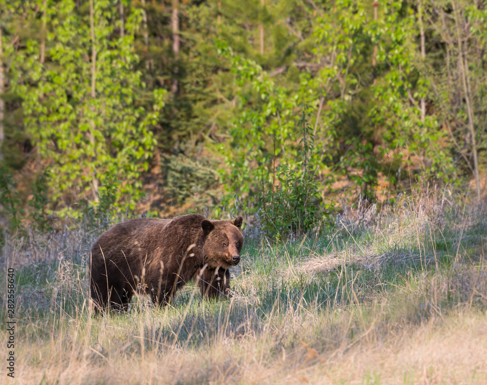 Grizzly bear in the wild Grizzly bear in the wild