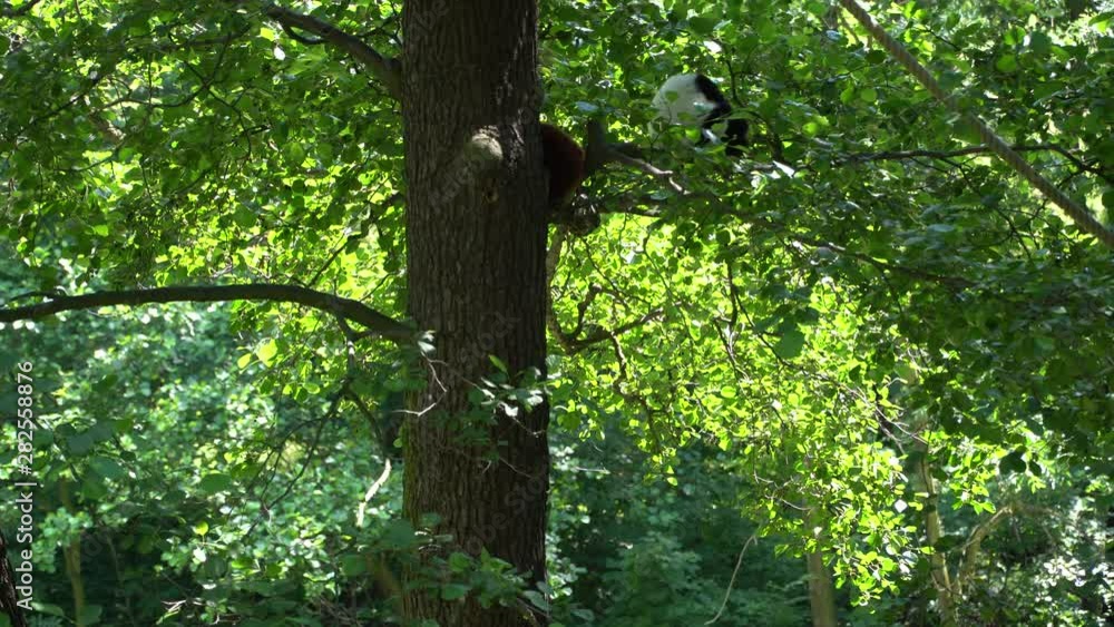 Lemur sitting on a tree trunk, looking around Lemur sitting on a tree trunk, looking around