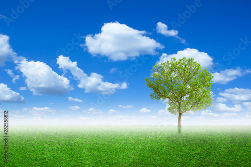 Lone tree in a meadow with on green field or spring tree in green field of grass and blue sky on background. Colorful landscape tree and fog in clear nature.