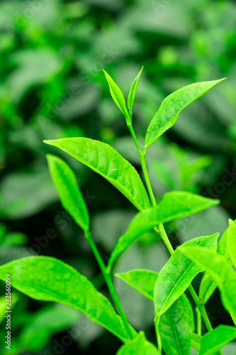 Close up green tea bud and leaves blur background tea plantations in spring
