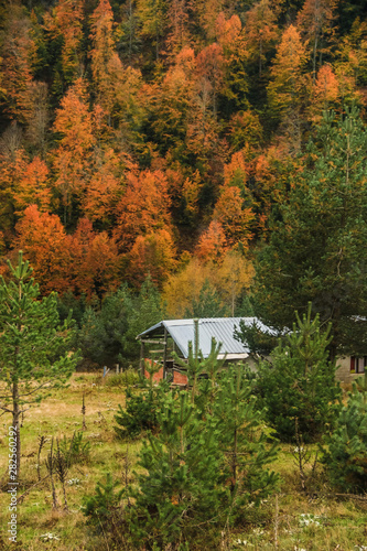 autumn leaves