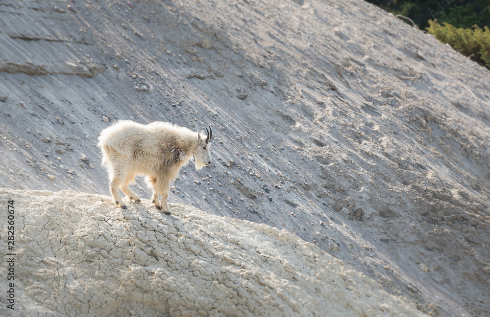 Mountain goat in the wild Mountain goat in the wild