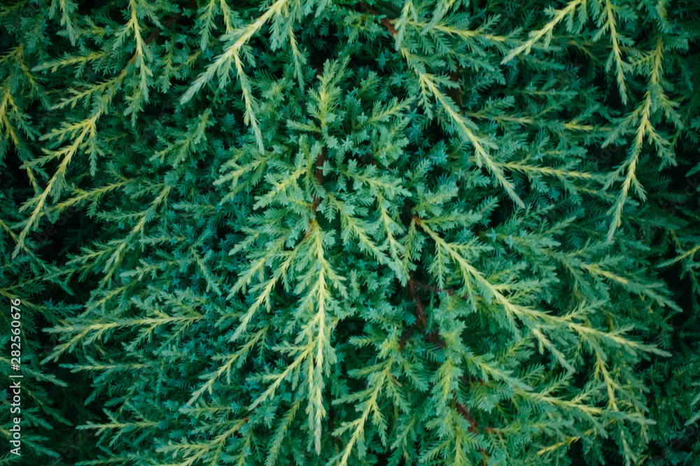 green background fir branches in the garden in the afternoon green background fir branches in the garden in the afternoon