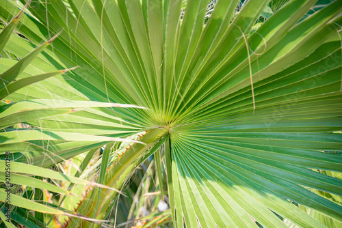 Close up of green palm leaf.