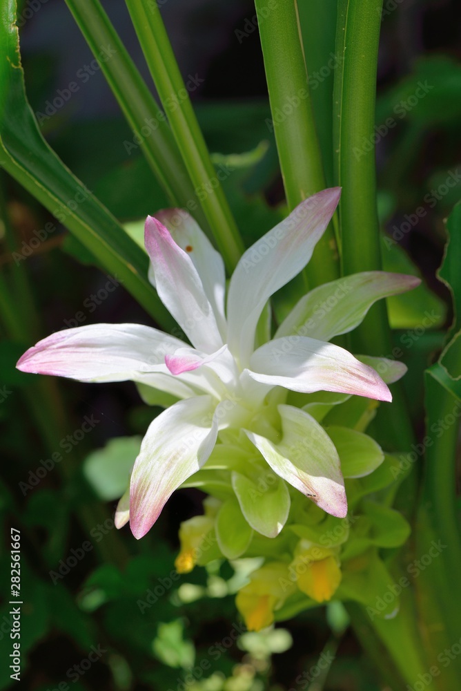 Elegant and not vulgar Turmeric flower (Curcuma longa)