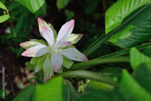Elegant and not vulgar Turmeric flower (Curcuma longa)