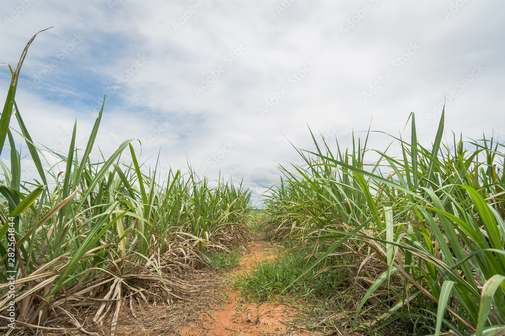 Naklejka premium Arid sugarcane garden and without water.