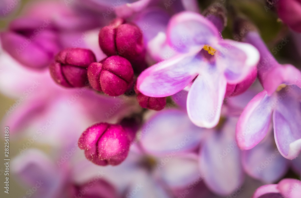 closeup of purple flower