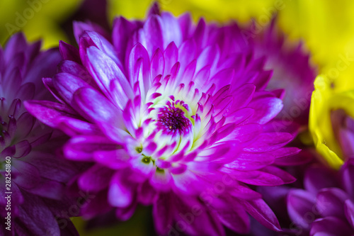 purple cosmos flower