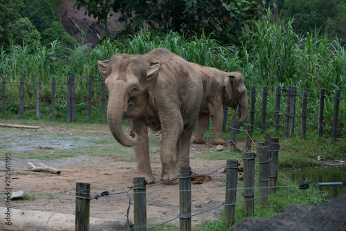 Canvas Print Playful elephants at the zoo in Borneo, Malaysia