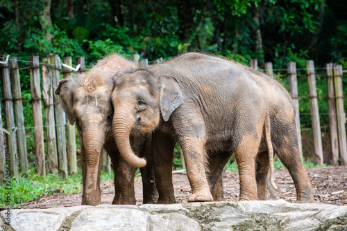 Photography Playful elephants at the zoo in Borneo, Malaysia