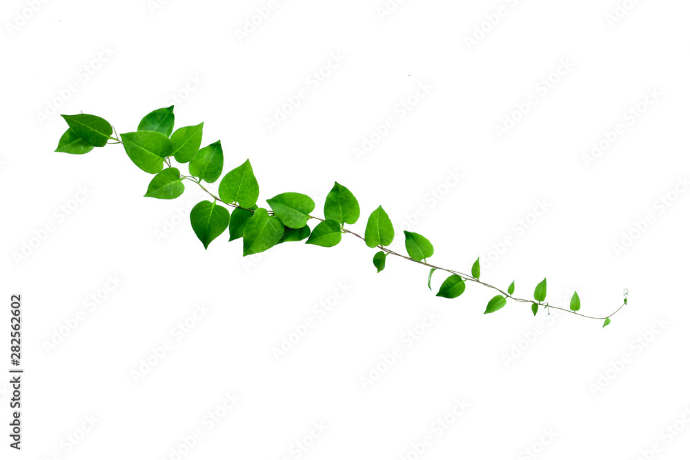 twisted heart shaped leaves isolated on white background twisted heart shaped leaves isolated on white background