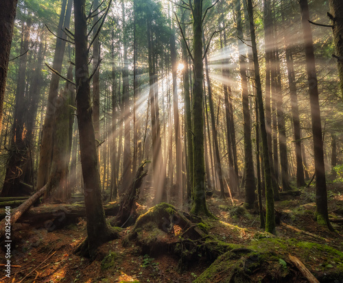 Amazing sunbeams through trees in the forest in Green Point Campground on Long Beach in Tofino, British Columbia, Canada. © souvenirpixels
