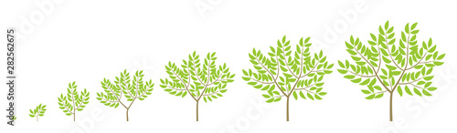Tree growth stages. Ripening period progression. Tree life cycle animation plant phases.