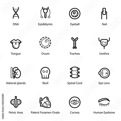 Human Body Organs Line Icons 