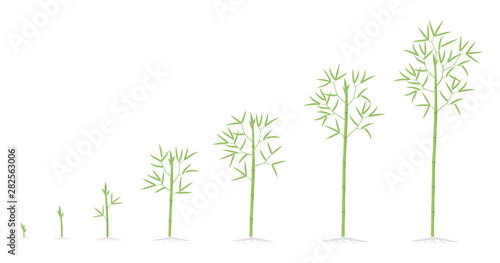 Bamboo growth stages. Bamboos ripening period progression. Bambusa life cycle animation plant phases development. Bambos with roots. Green leaves and stalk.