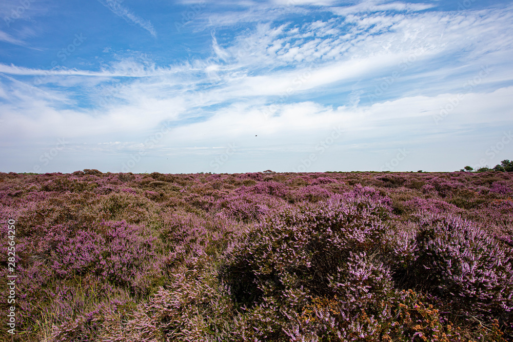 Obraz premium The Purple Heather on Dunwich Heath Suffolk UK