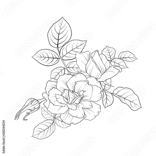 vector drawing flowers of roses