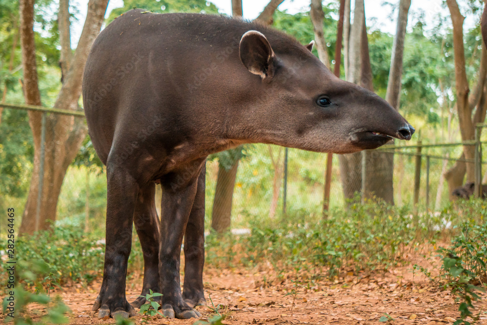beautiful adult black tapir in zoo beautiful adult black tapir in zoo