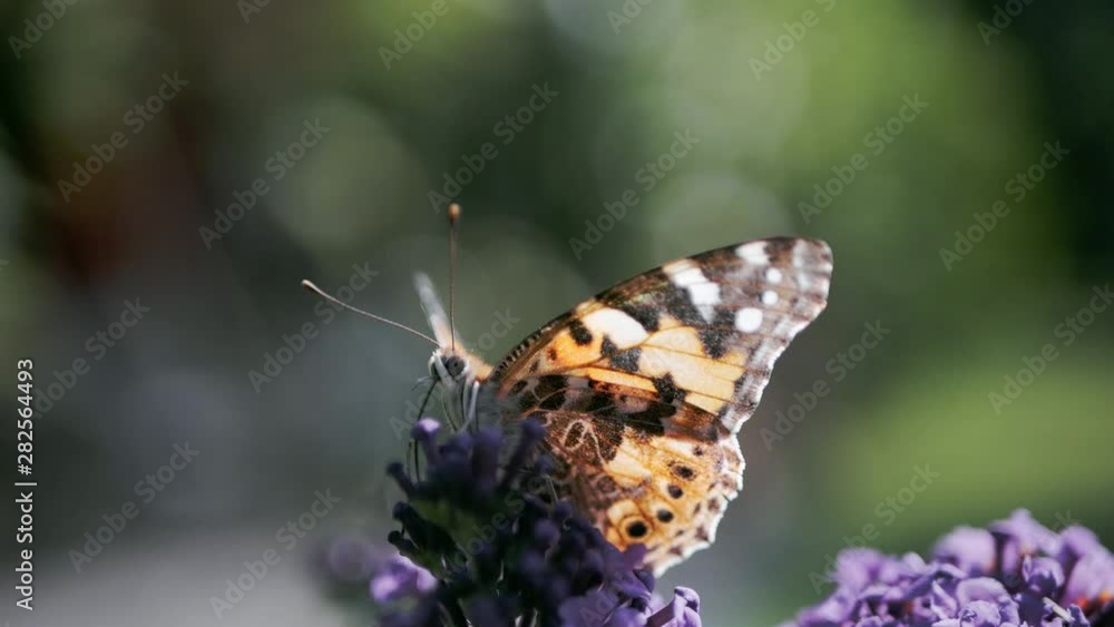 Butterfly sitting on butterfly bush Buddleja and drinking nectar from flowers, close up Butterfly sitting on butterfly bush Buddleja and drinking nectar from flowers, close up