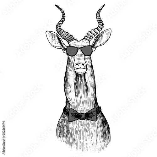 vector hand drawn head of antelope photo