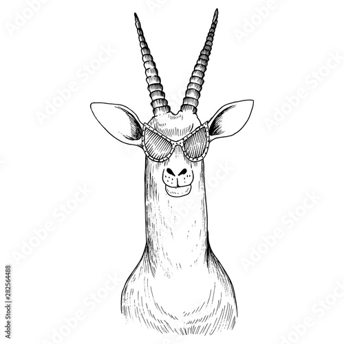 vector hand drawn head of antelope