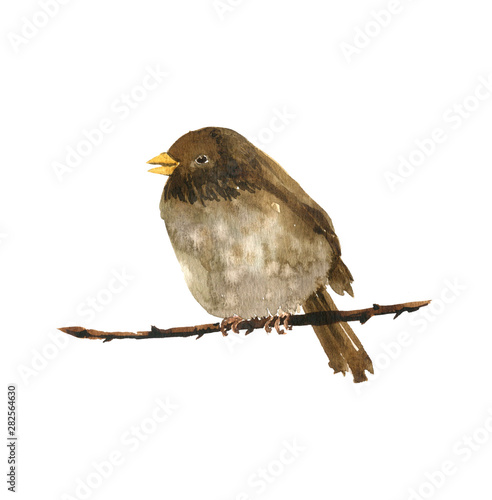 watercolor bird at tree branch