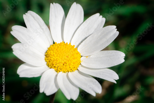 Daisy  chamomile  isolated and amazing texture detail from nature. Natural background.