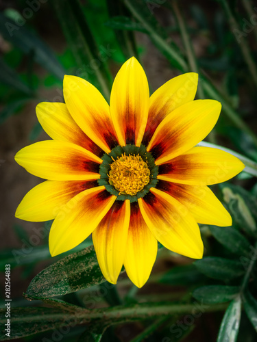 Yellow gazania rigens  treasure  flower isolated on green background
