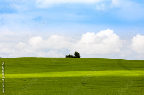Landscape with green grass and blue sky. White clouds in the sky