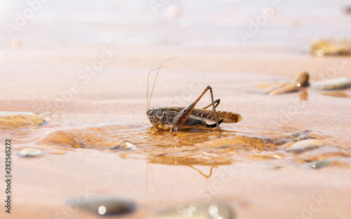 grasshopper, large locust on the seashore