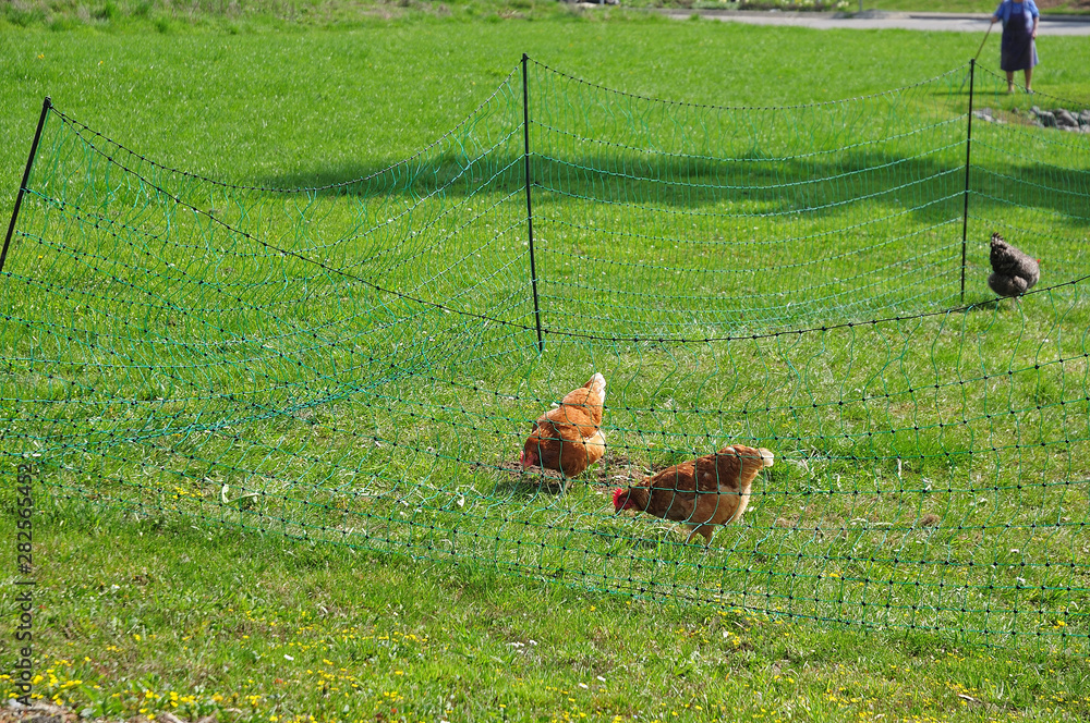 free-range chicken on meadow fenced with green mesh