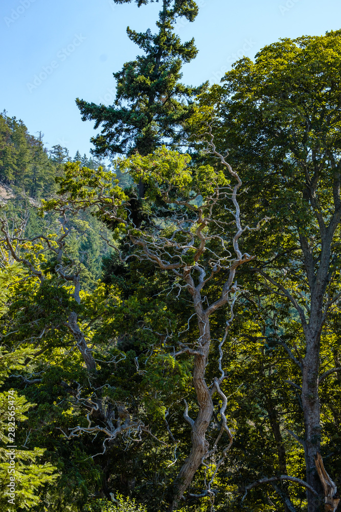 dense arbutus branches with green leaves on top and dense forest in the background in the park
