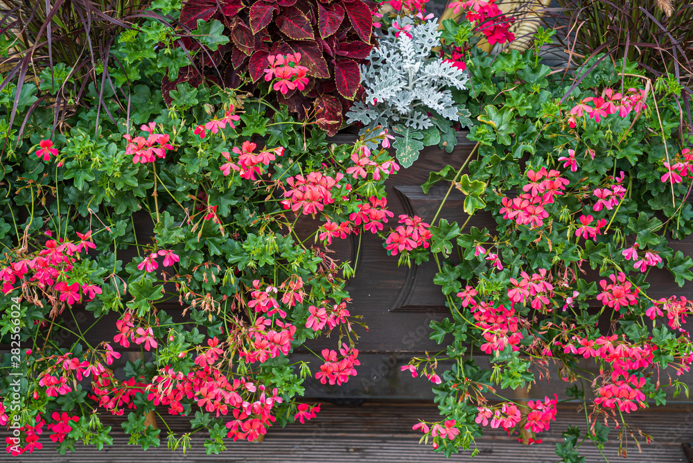 Fototapeta premium nice flowers in the containers