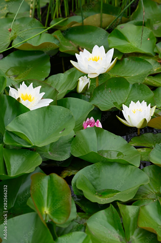 White water lily flower and green leaves. White water lily flower and green leaves.