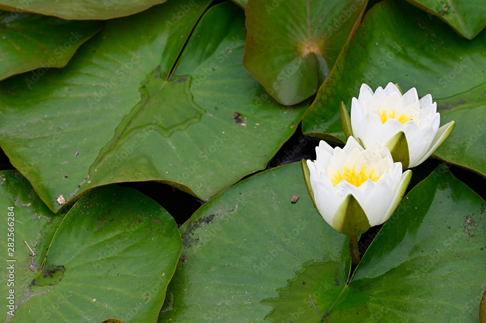 White water lily flower and green leaves. White water lily flower and green leaves.
