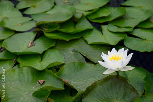 White water lily flower and green leaves.