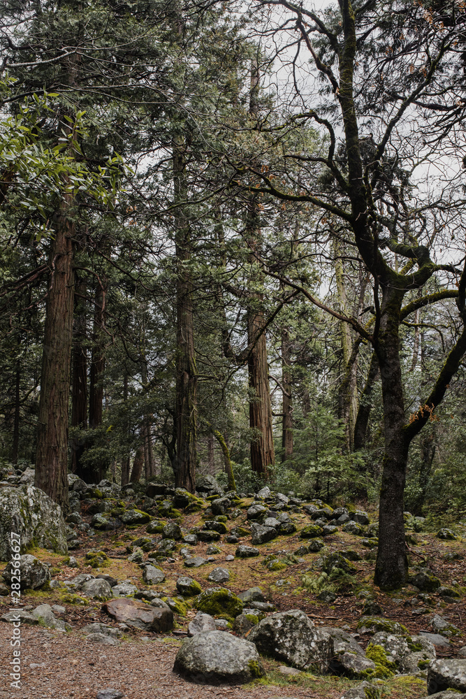 Obraz premium path in the forest