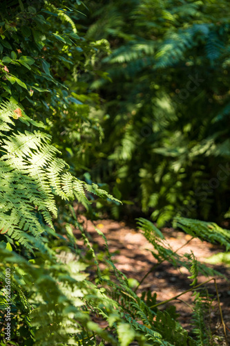 green fern leaves under the sun with a trail in the background inside forest 