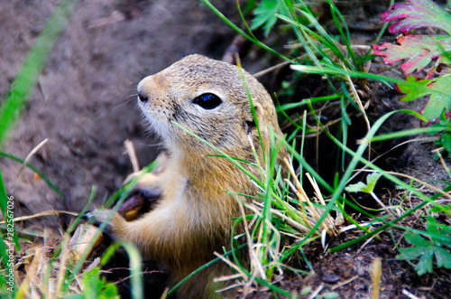 gopher sits in the grass and watches the life of people