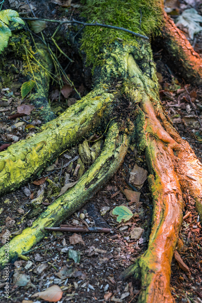 tree roods on wood chips filled ground in the park painted with green and orange paint tree roods on wood chips filled ground in the park painted with green and orange paint
