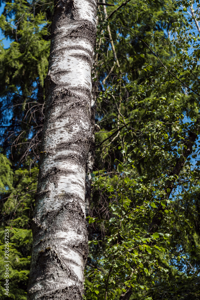 white tree trunks under the sun with zigzag mark on the tree barks  inside forest 