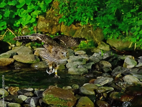 シマフクロウの狩りの様子＠知床、北海道 © Scott Mirror