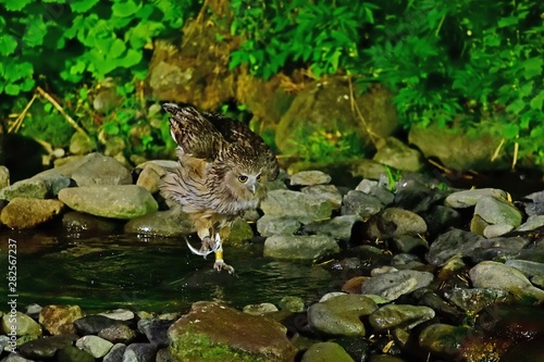 シマフクロウの狩りの様子＠知床、北海道 © Scott Mirror