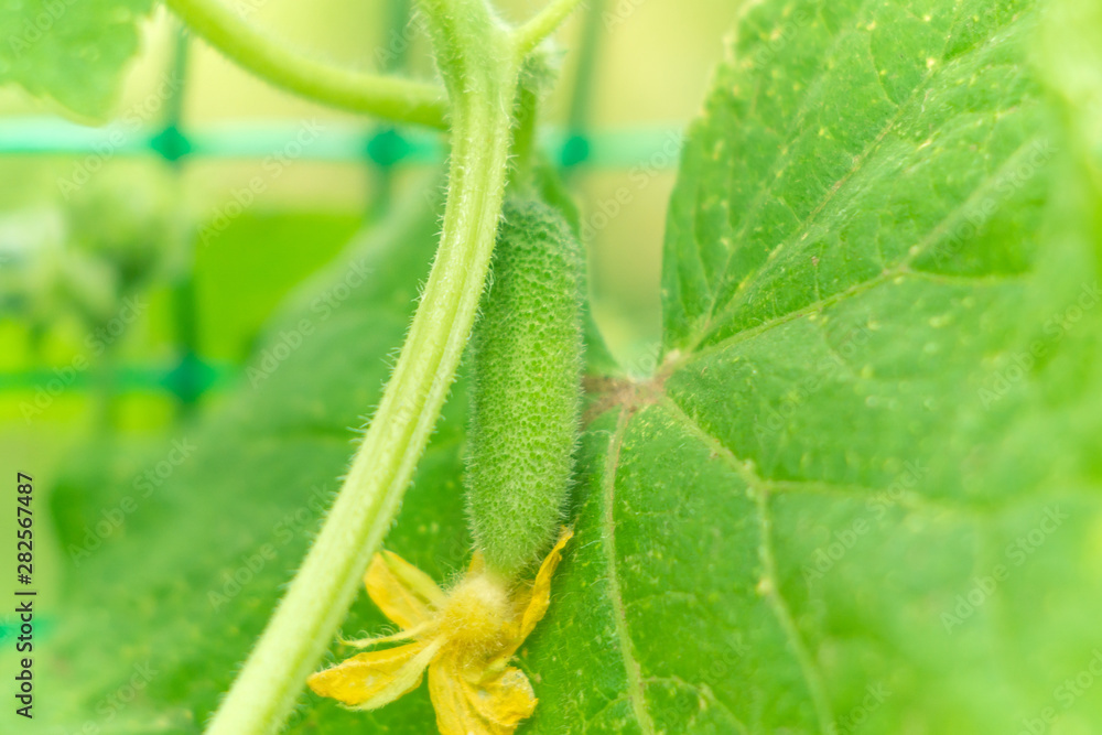 small cucumbers gherkins close up small cucumbers gherkins close up