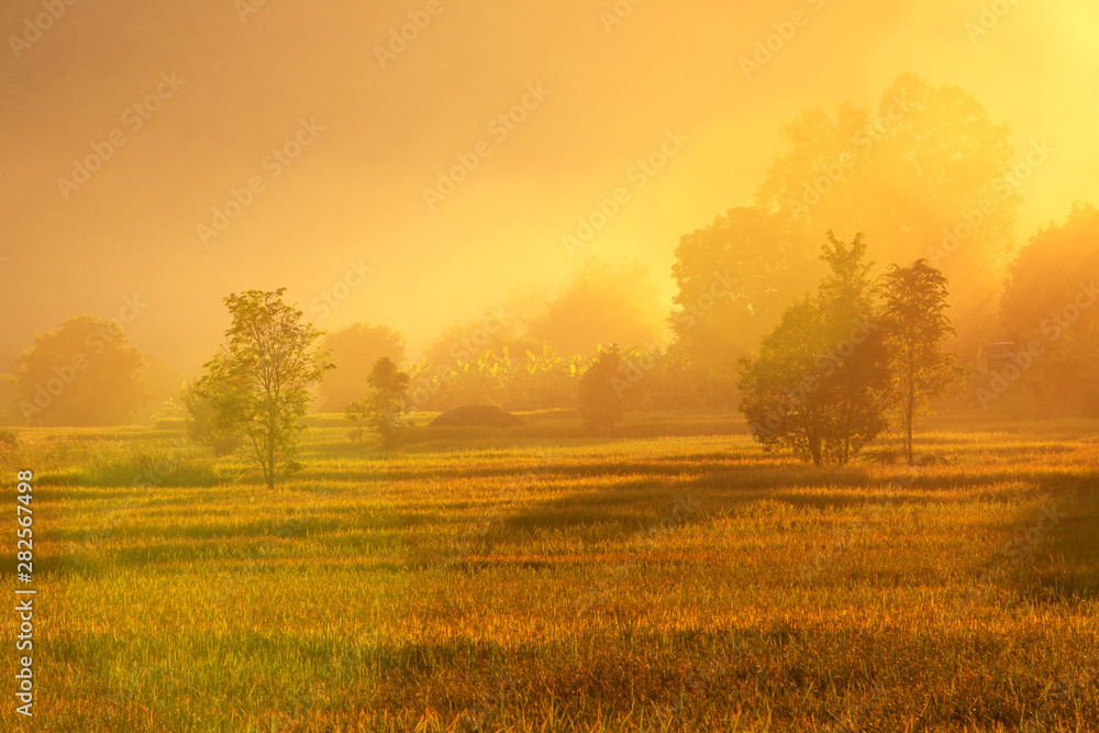 Golden rice field during sunlight before to sunset