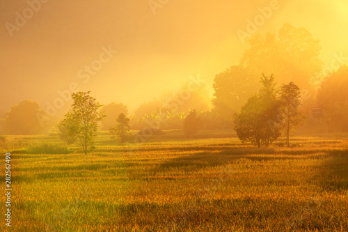 Golden rice field during sunlight before to sunset